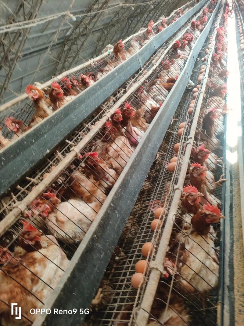 网床养鸡技术视频大全-图1 网床养鸡技术视频大全-图1