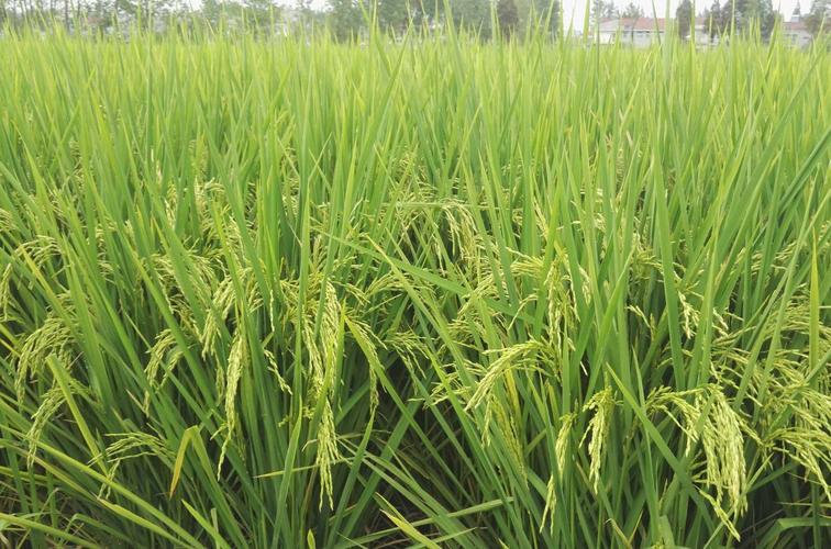 垦农种业有哪些优质水稻品种?-图1 垦农种业有哪些优质水稻品种?-图1