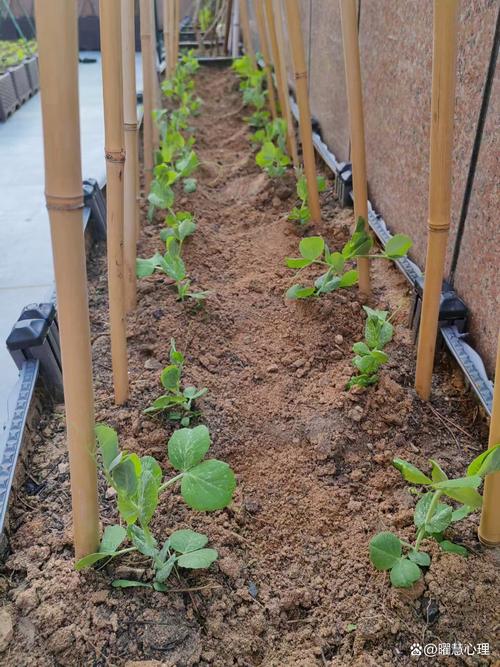 线豆种植视频,关键技术有哪些?-图3 线豆种植视频,关键技术有哪些?-图3