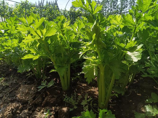 秋季西芹种植技术视频有哪些关键要点?-图2 秋季西芹种植技术视频有哪些关键要点?-图2