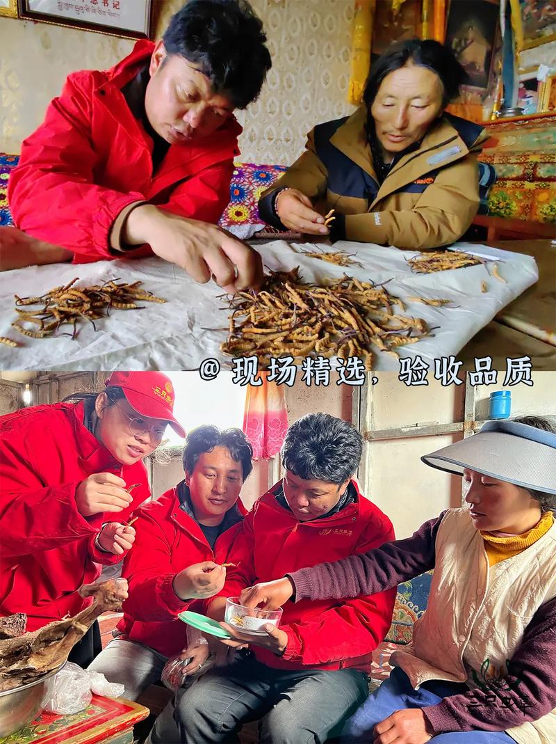 孢子头虫草花价格范围-图3 孢子头虫草花价格范围-图3