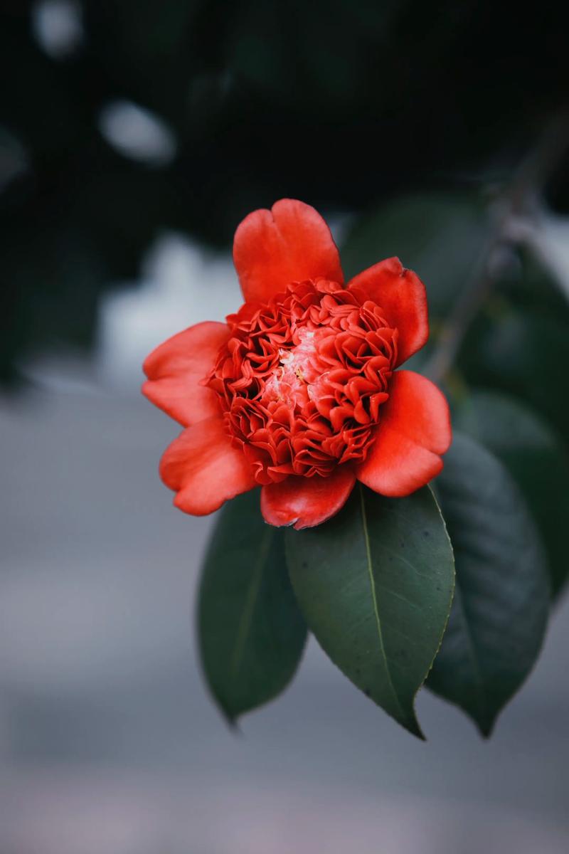 茶花红色品种有哪些?-图3 茶花红色品种有哪些?-图3