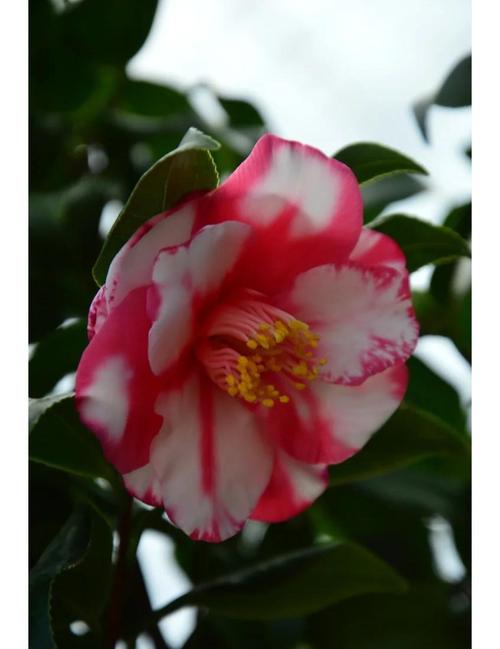 茶花红色品种有哪些?-图2 茶花红色品种有哪些?-图2