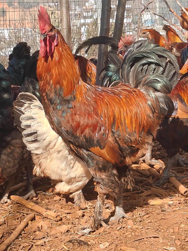 甘肃适合养殖哪些品种鸡?-图2 甘肃适合养殖哪些品种鸡?-图2