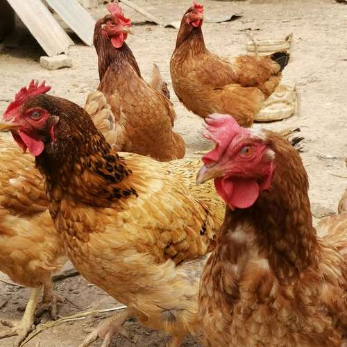 甘肃适合养殖哪些品种鸡?-图1 甘肃适合养殖哪些品种鸡?-图1