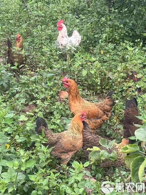 甘肃适合养殖哪些品种鸡?-图3 甘肃适合养殖哪些品种鸡?-图3