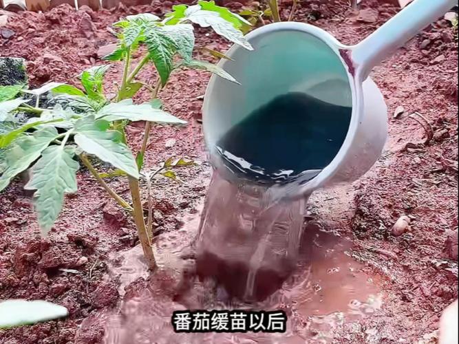 西红柿结果期该怎么施肥?-图1 西红柿结果期该怎么施肥?-图1