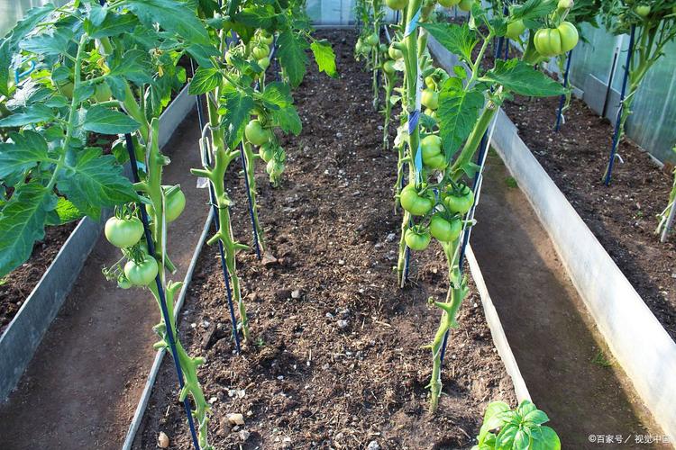 西红柿结果期该怎么施肥？-图2