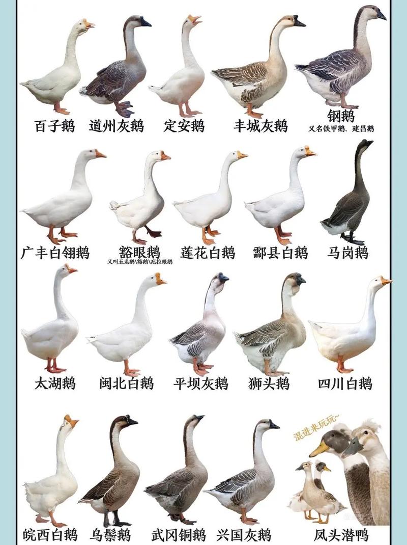 哪种大品种肉鹅口感最佳?-图1 哪种大品种肉鹅口感最佳?-图1