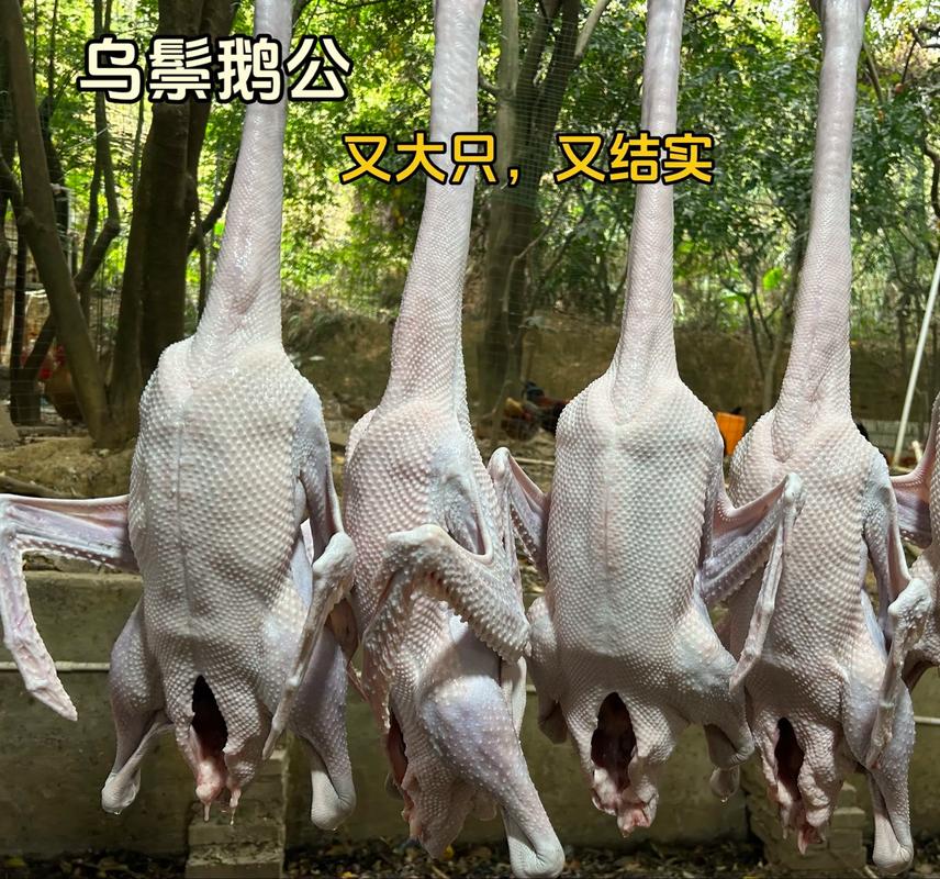 哪种大品种肉鹅口感最佳?-图3 哪种大品种肉鹅口感最佳?-图3