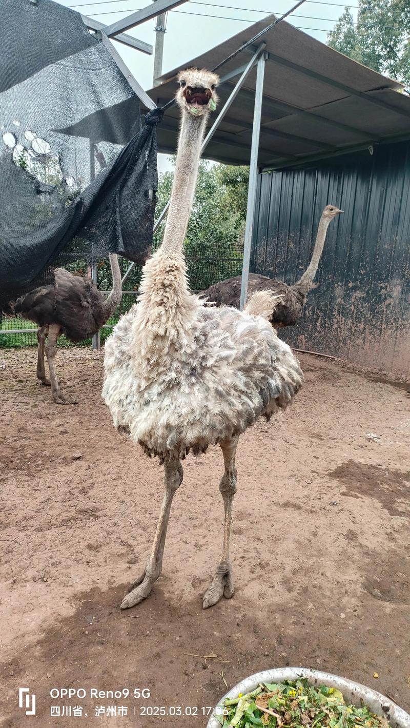 半年鸵鸟养殖技术如何掌握？-图2