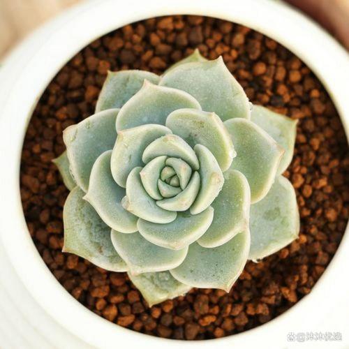 白牡丹多肉有哪些常见品种？-图1