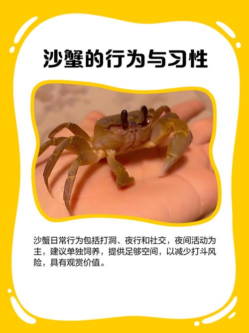 螃蟹养殖技术方法有哪些关键要点?-图2 螃蟹养殖技术方法有哪些关键要点?-图2