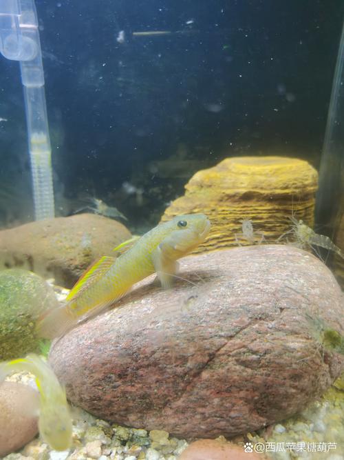 虾鳅混养技术视频要点有哪些？-图3