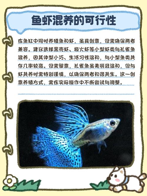 虾鳅混养技术视频要点有哪些？-图1