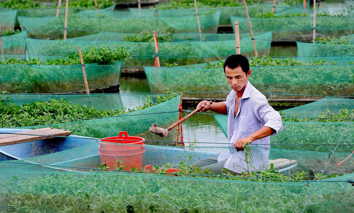 虾鳅混养技术视频要点有哪些？-图2