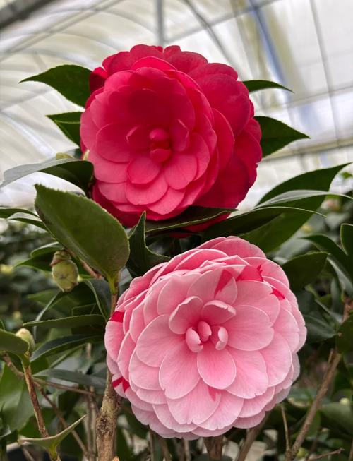 红山茶花品种有哪些?图片里能认全吗?-图1 红山茶花品种有哪些?图片里能认全吗?-图1