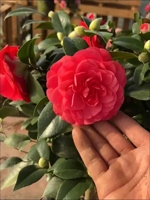 红山茶花品种有哪些?图片里能认全吗?-图3 红山茶花品种有哪些?图片里能认全吗?-图3