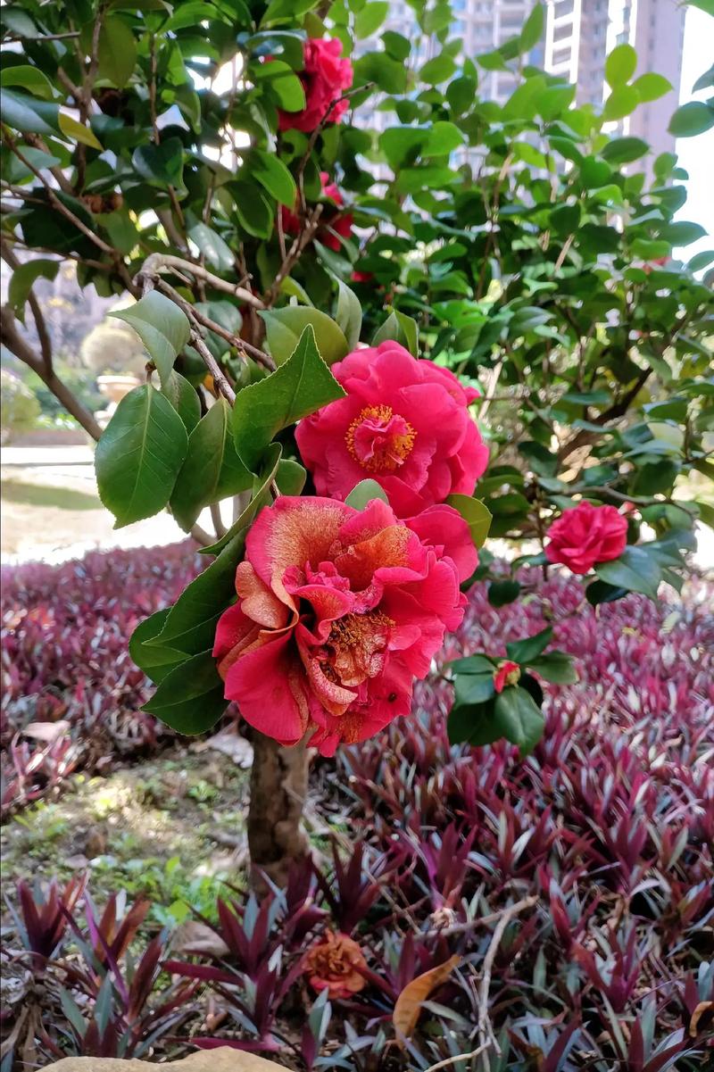 红山茶花品种有哪些?图片里能认全吗?-图2 红山茶花品种有哪些?图片里能认全吗?-图2