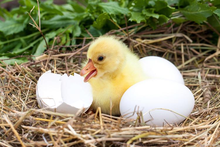 广西鹅苗最新价格多少钱一只？-图3