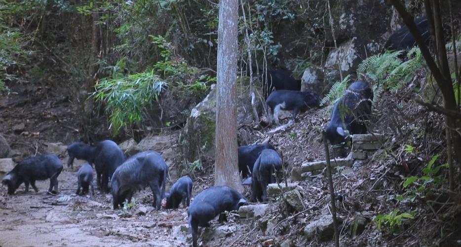 山上放养猪价格到底怎么样？-图1