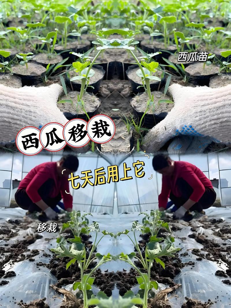 西瓜种植技术，如何提升管理效率？-图3