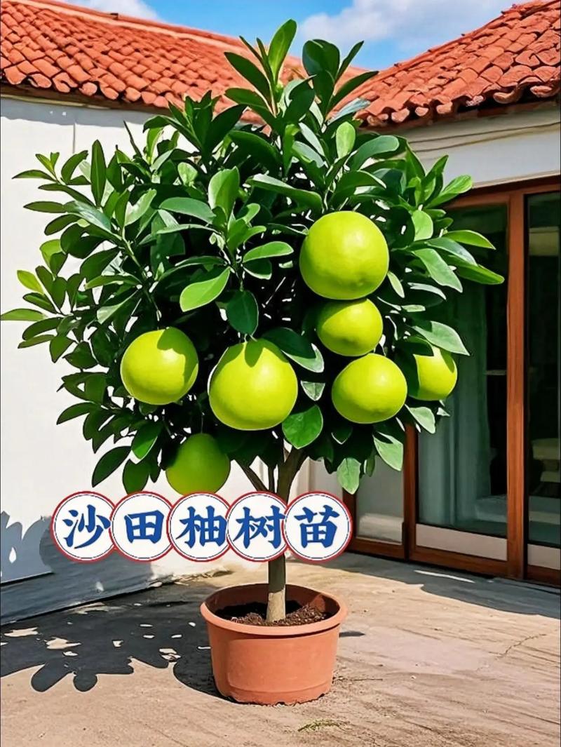 柚子树苗选啥品种好？-图1