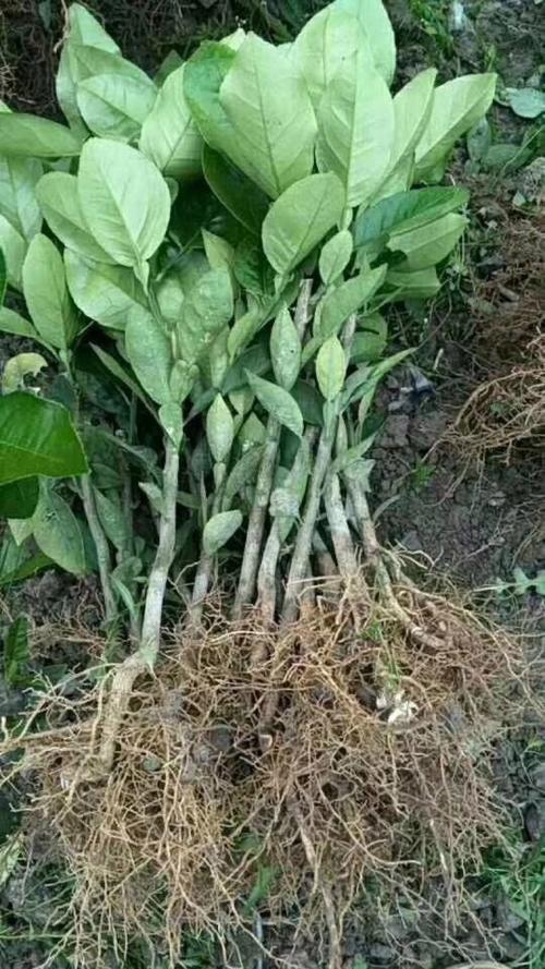 柚子树苗选啥品种好？-图2