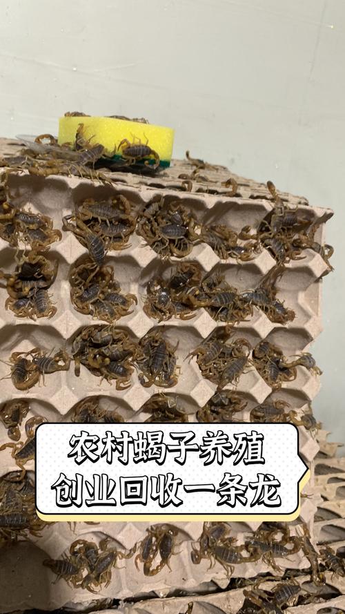 最先进蝎子养殖技术有哪些突破？-图2