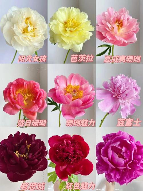 新品种芍药光照温度如何调控？-图1