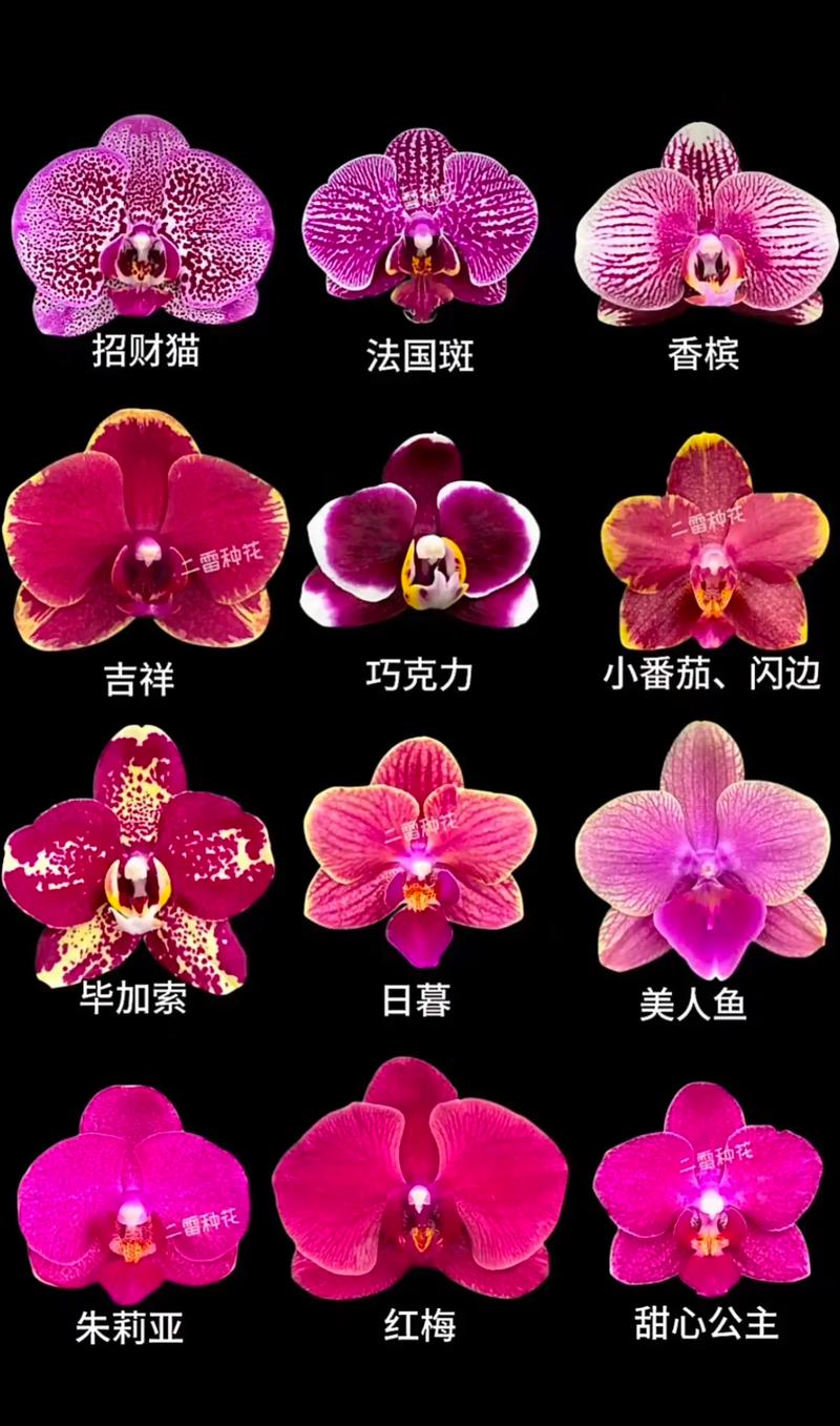 蝴蝶兰品种怎么快速区分?-图1 蝴蝶兰品种怎么快速区分?-图1