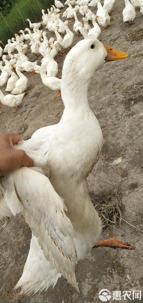 樱桃谷鸭养殖技术视频怎么学？-图2