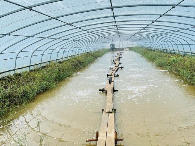 大虾养殖技术指导室外-图1