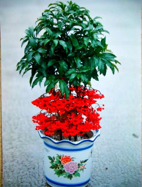 富贵子花养殖技术有哪些关键点?-图3 富贵子花养殖技术有哪些关键点?-图3