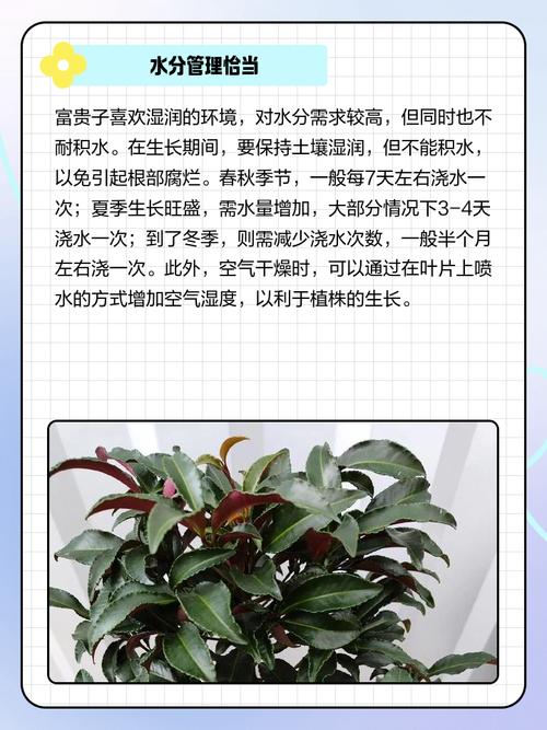 富贵子花养殖技术有哪些关键点?-图1 富贵子花养殖技术有哪些关键点?-图1