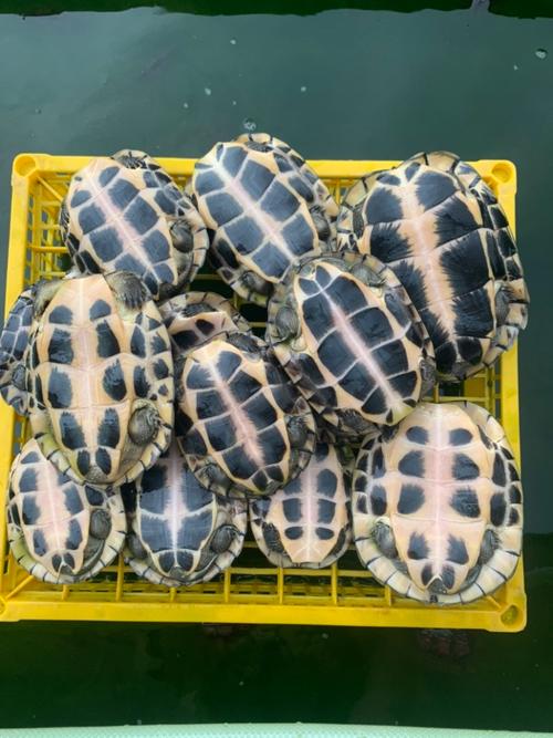 广西乌龟品种图片及价格多少?-图1 广西乌龟品种图片及价格多少?-图1