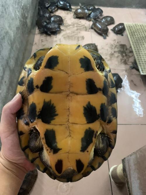 广西乌龟品种图片及价格多少?-图3 广西乌龟品种图片及价格多少?-图3