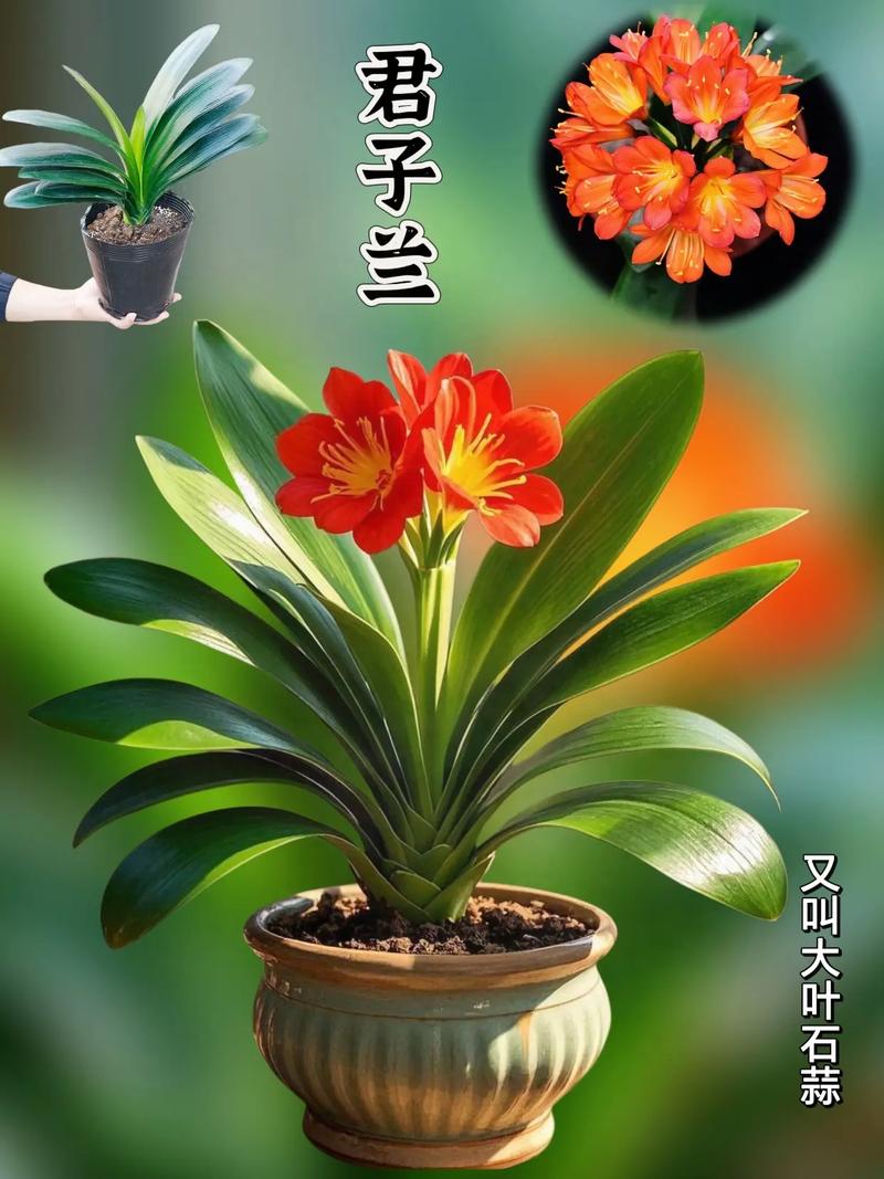 哪些君子兰品种对新手更友好？-图1