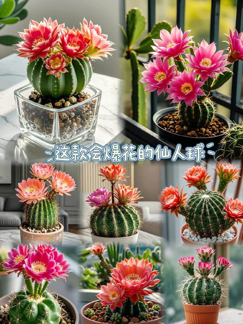 开花仙人球常见品种有哪些？-图3