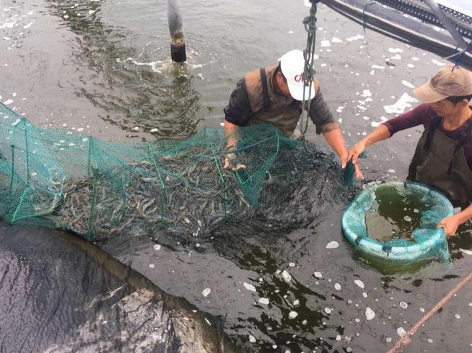 河里小虾怎么养才存活？-图2