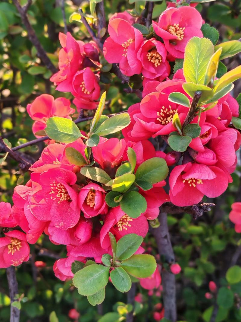 大红色海棠是什么品种-图2 大红色海棠是什么品种-图2