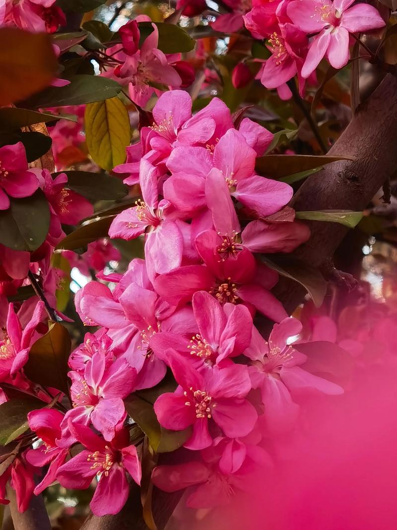 大红色海棠是什么品种-图3 大红色海棠是什么品种-图3