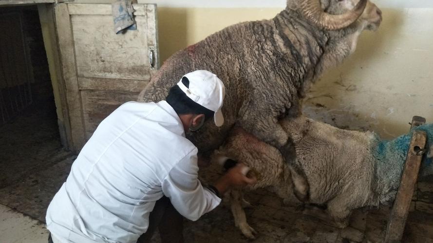 养羊人工受精技术视频-图2