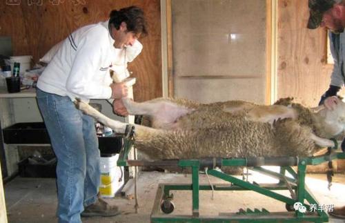 养羊人工受精技术视频-图1 养羊人工受精技术视频-图1