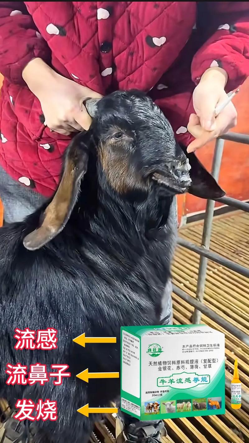 养羊人工受精技术视频-图3