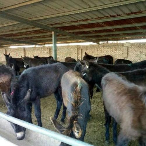 山东嘉祥县毛驴价格现在怎么样?-图1 山东嘉祥县毛驴价格现在怎么样?-图1