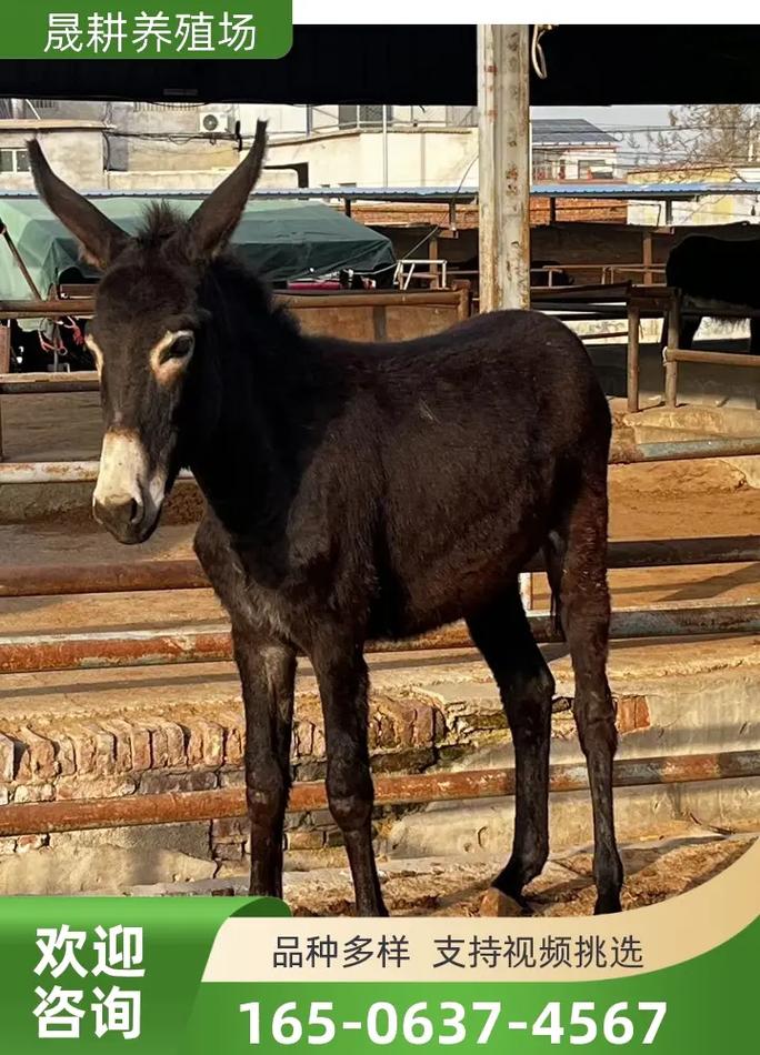 山东嘉祥县毛驴价格现在怎么样?-图3 山东嘉祥县毛驴价格现在怎么样?-图3