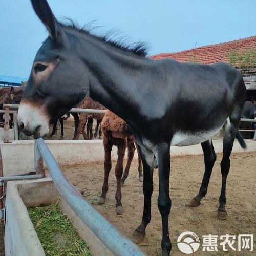 山东嘉祥县毛驴价格现在怎么样?-图2 山东嘉祥县毛驴价格现在怎么样?-图2