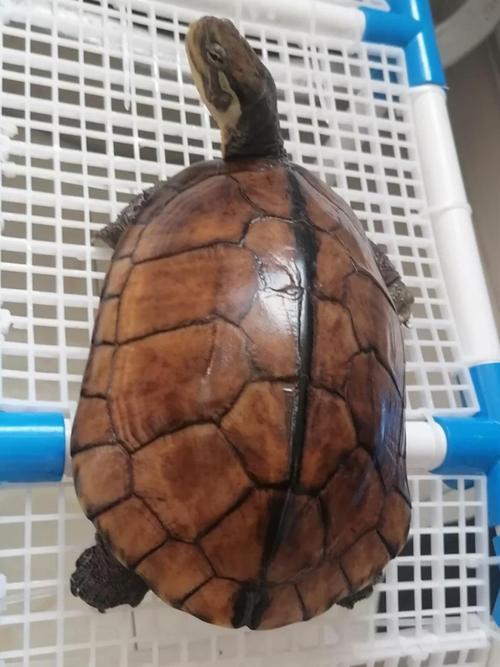 什么石龟品种价值最高?-图2 什么石龟品种价值最高?-图2