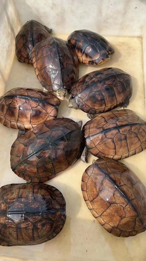 什么石龟品种价值最高?-图1 什么石龟品种价值最高?-图1